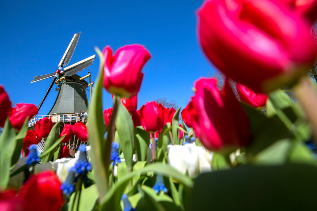 見渡す限りの花々に囲まれる花の名所「キューケンホフ公園（Het Keukenhof）」