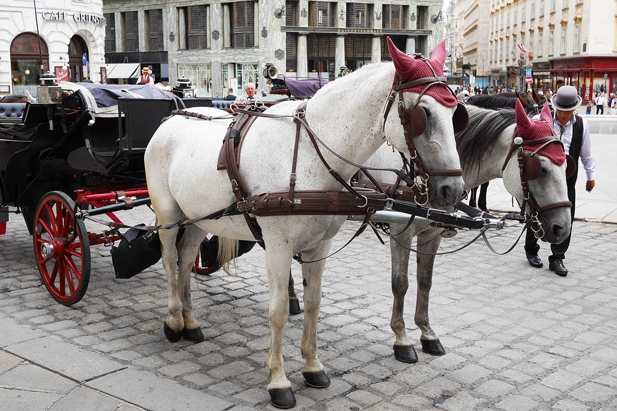 ウィーン王宮外の馬車